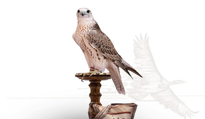 A Bird from Mongolia Sells for QR911000 at the Shail 2022 Falcons Auction